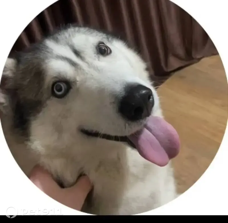 Пропала хаски, Особенная ул. 220, Ростов - photo