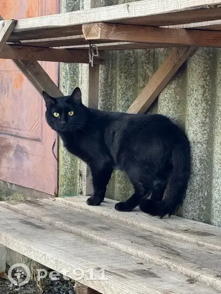 Пропала кошка, Волгоградская ул., 1 - photo