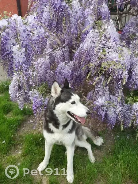Пропала собака, Майкопская 22, Краснодар - photo