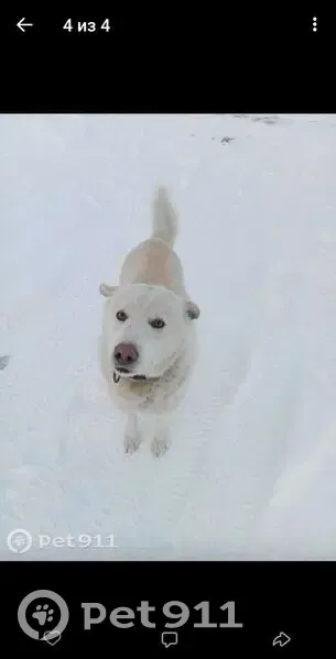 Пропала собака Лайка, ул. 22-го Партсъезда - photo