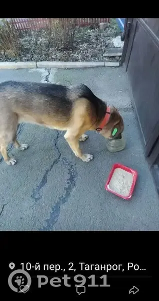Пропала собака: Таганрог, 10-й пер., 15 кА - photo