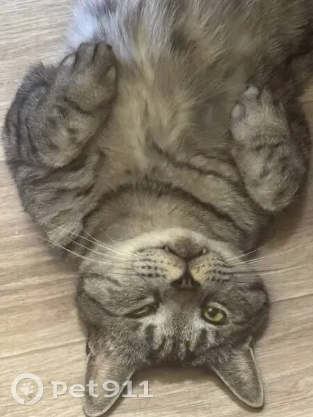 Пропал кот, Космическая ул. 57, НН - photo