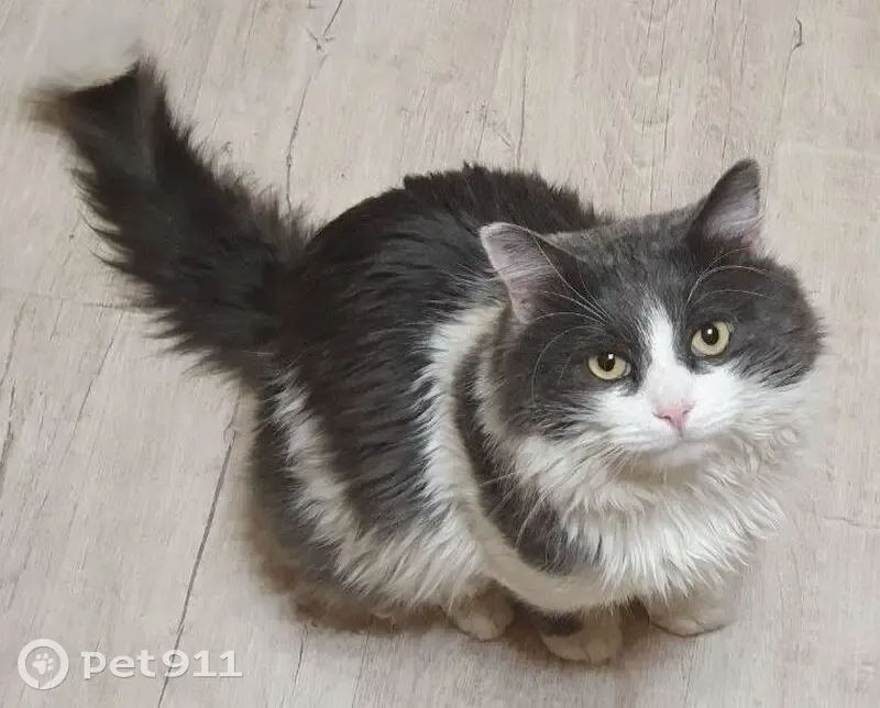 Пропала кошка, Бисмарка, Тарасково - photo