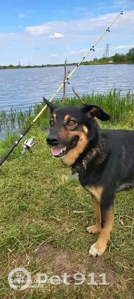 Пропала собака, Ургуда, Садовая 21 - photo