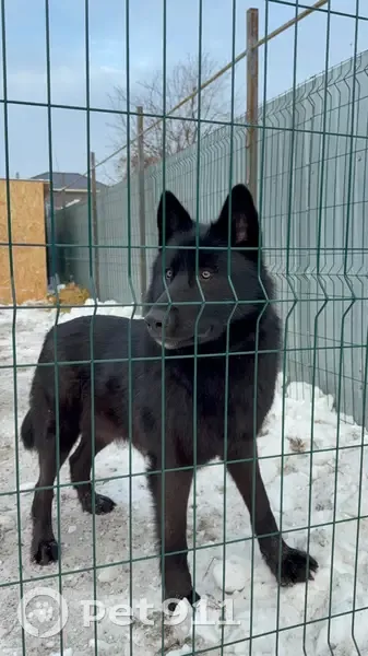 Пропала собака, Облепиховая ул., Оренбург - photo