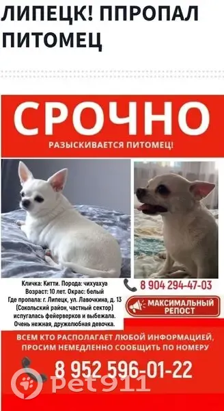 Пропала чихуахуа, Лавочкина 16, Липецк - photo