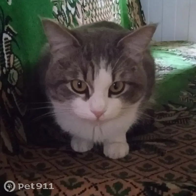 Пропал кот Бакс, ул. Гагарина, 115/1 - photo