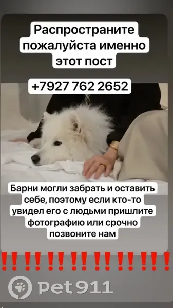 Пропал самоед в Старобинорадском лесу - photo