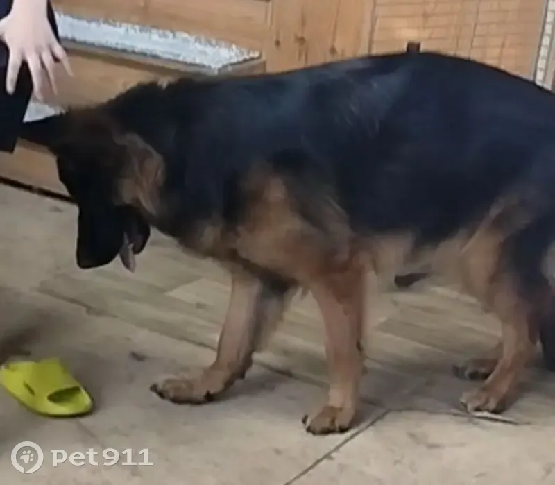 Пропала собака на Восстание 19к3, Тюмень - photo