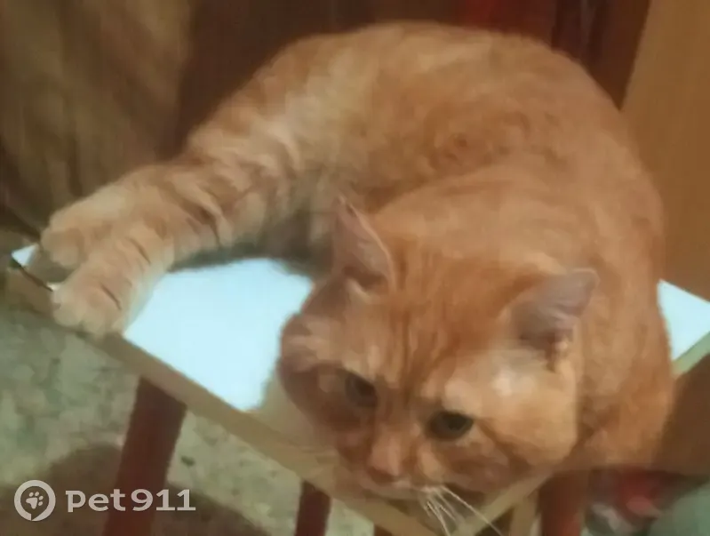 Пропала рыжая кошка, ул. Карпова, Тула - photo