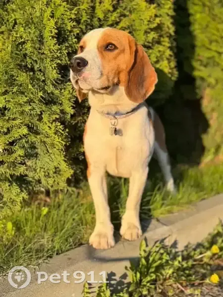 Пропала собака, Захарово, 35А - photo