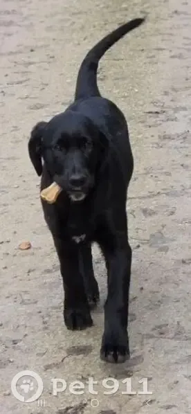 Пропала собака, 19, с.п. Село Адуево - photo