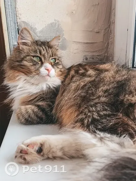 Пропал кот, ул. Мира, 4, Белоостров - photo