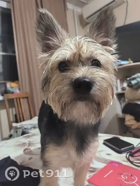 Пропала собака на ул. Ковалёва, Краснодар - photo