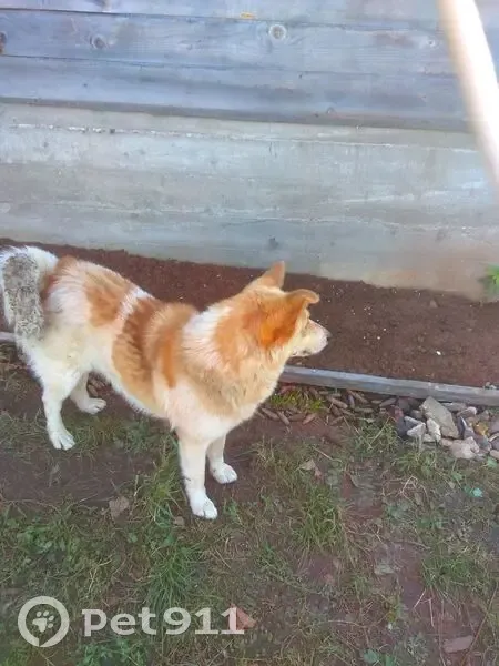 Пропал пёс Рэкс, Сибай, Магнитогорская 28 - photo