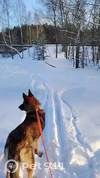 Пропала собака, Большое Полпино, Брянск - photo