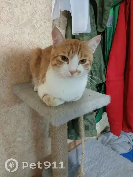 Пропала кошка на ул. Голубовского, 306 - photo