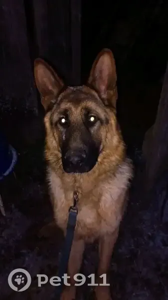 Пропала собака, 4-я Отарская ул., Казань - photo