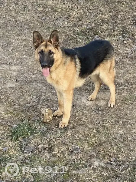 Пропал щенок, Малоярославец, Калужская обл. - photo