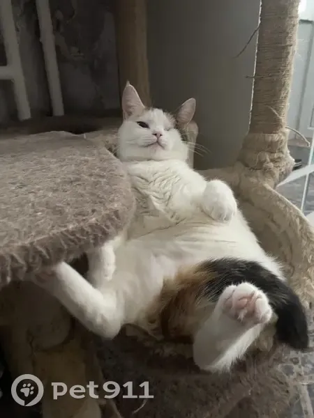 Пропала кошка, Крымская ул. 65, Краснодар - photo