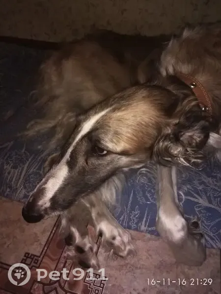 Пропала собака, Малыгино, Владимирская обл. - photo