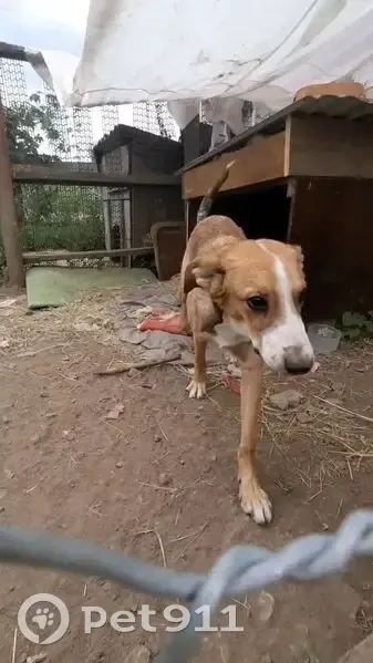 Пропала собака в Яснополянском поселении - photo