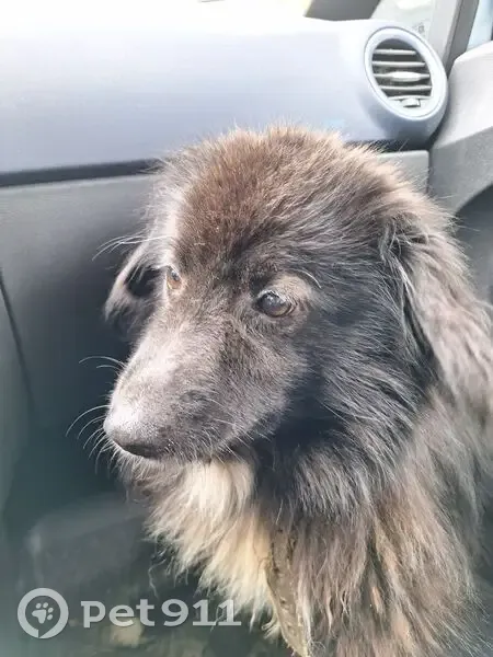 Пропала собака, Боровая ул. 148, Боровичи - photo