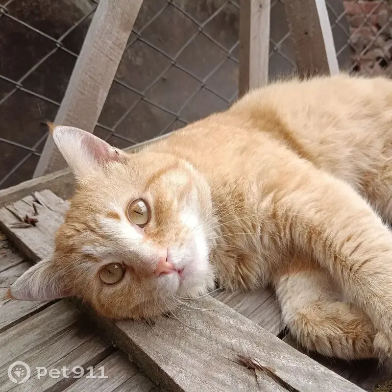 Пропала кошка, ул. Гагарина 37, Краснодар - photo