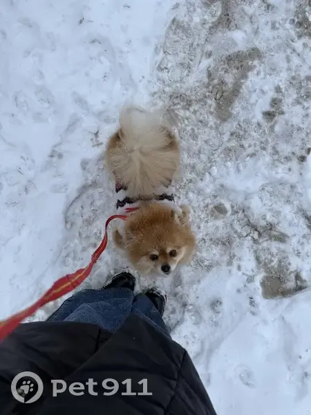 Пропала собака на ул. Лейтейзена, 8, Тула - photo