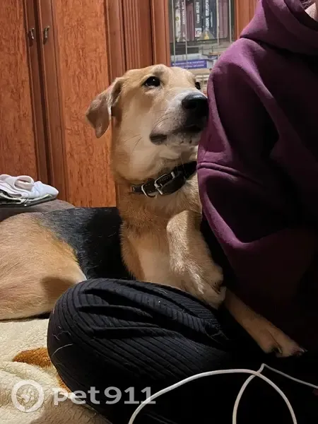 Пропала собака, Псковская ул., Вел. Новгород - photo