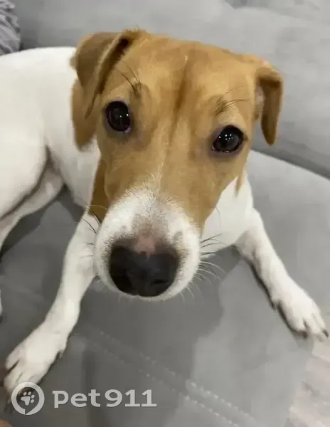 Пропала собака, Сагарчин, Оренбуржье - photo