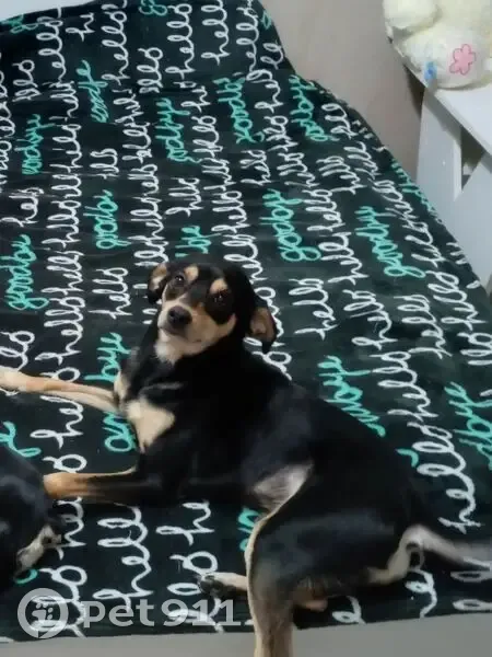 Пропала собака, ул. Свободы, Артёмовский - photo