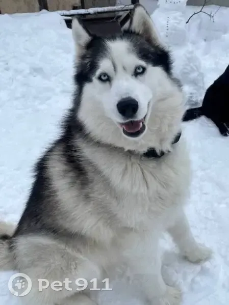 Пропала хаски на Мирной улице, Чебоксары - photo
