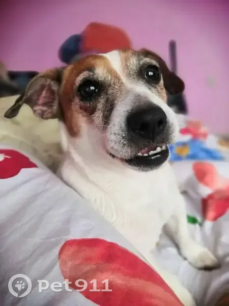 Пропала собака на Пионерской, Переславль - photo