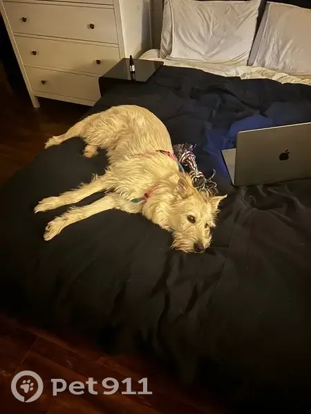 Пропала собака, ул. В. Гассия, 10, Краснодар - photo