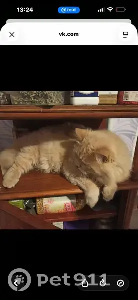 Пропал кот, ул. Гурьева, 176А, Ленино - photo