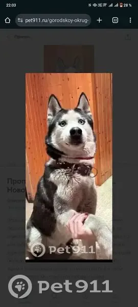 Пропал хаски Рой, Сенная площадь, Новочеркасск - photo