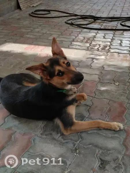 Пропала собака, Тракторная 48Г, Ростов - photo