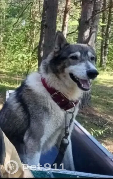 Пропала собака, Железнодорожная 12В - photo