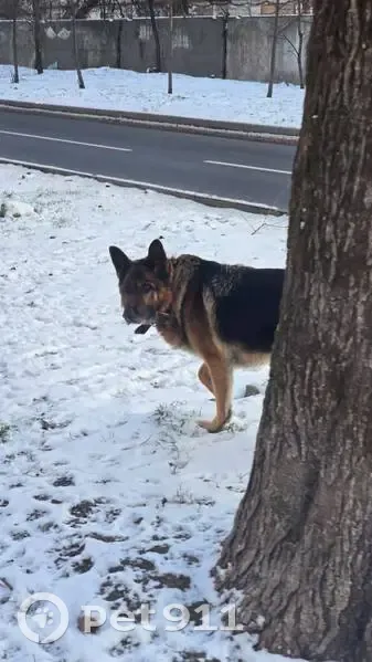 Пропала овчарка, Немировича-Данченко 14 - photo