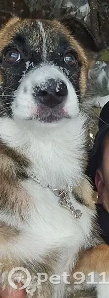 Пропала собака, Красный Октябрь, Белгород - photo