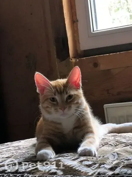 Пропала кошка на 14-я линия, 41, Отрадное - photo