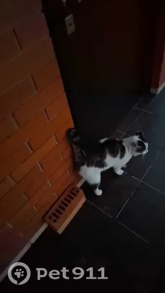 Пропала кошка, ул. Горького, Большой Исток - photo