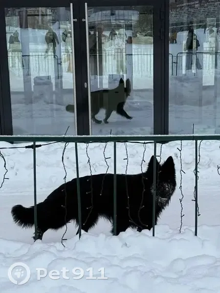 Пропала собака, Ягодный, Екатеринбург - photo