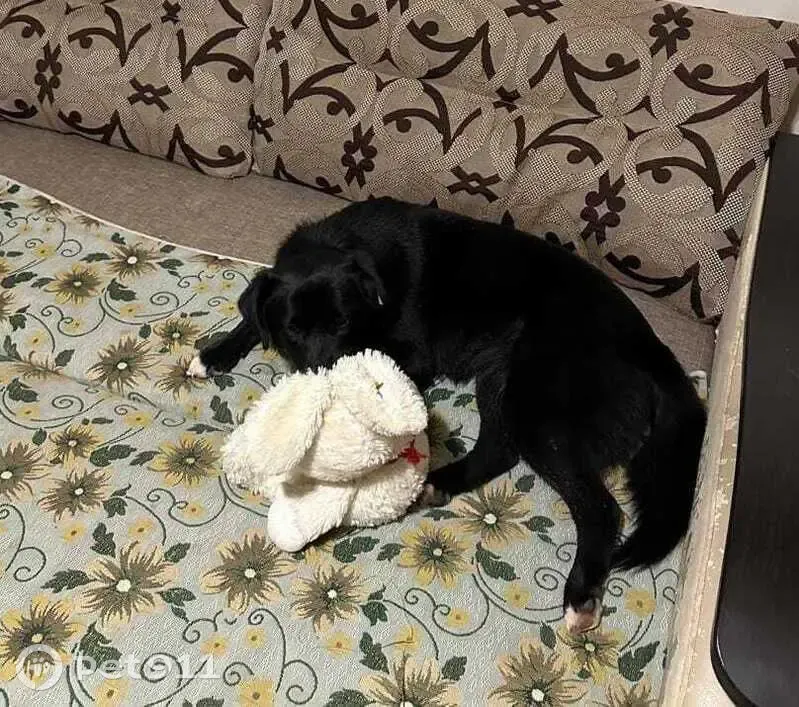 Найдена собака, Таганрогская 159, Ростов-на-Дону - photo