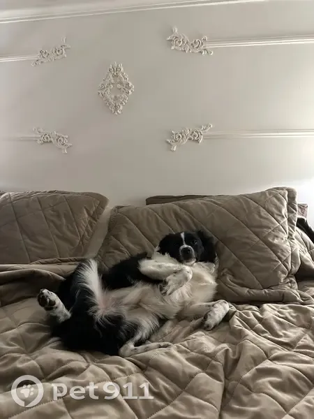 Пропала собака, ул. Нахимсона, 15, Ярославль - photo