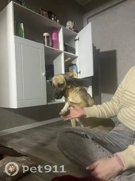 Пропала собака, ул. 51-й Гвард. дивизии, Волгоград - photo