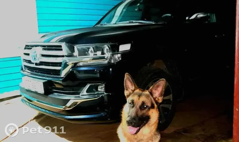 Пропала собака на Центр. Отарской, 4, Казань - photo