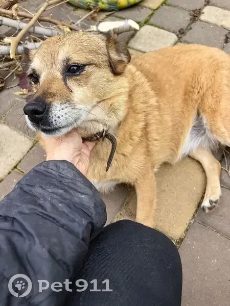 Пропала собака, ул. Джелаухова, Крым - photo