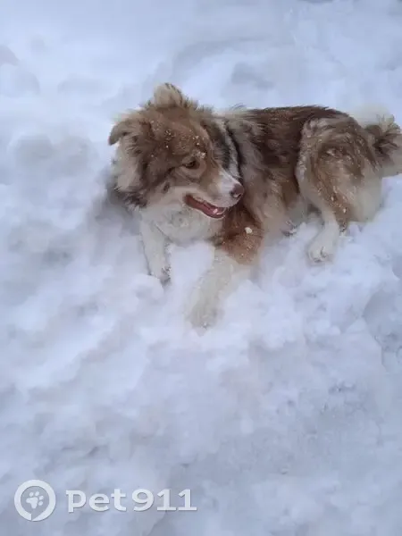 Пропала собака, Кокшайский проезд, 12 - photo